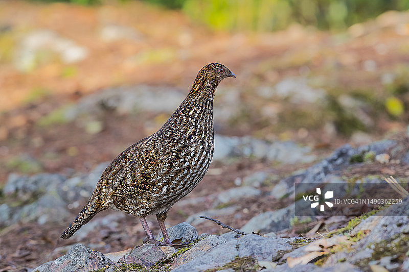 松鸡栖息在岩石上的特写图片素材