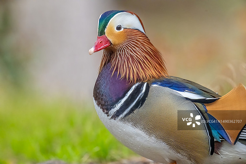 我喜欢这些美丽的鸳鸯，瑞士巴特拉格斯塞斯特拉斯图片素材