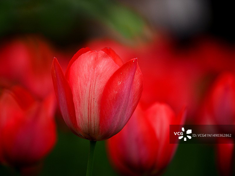 樱花与郁金香图片素材