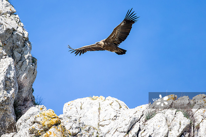兀鹫在西班牙上空滑翔图片素材