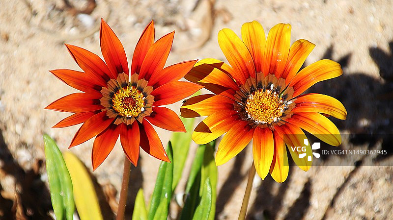 橙色植物特写，塞辛布拉，葡萄牙图片素材
