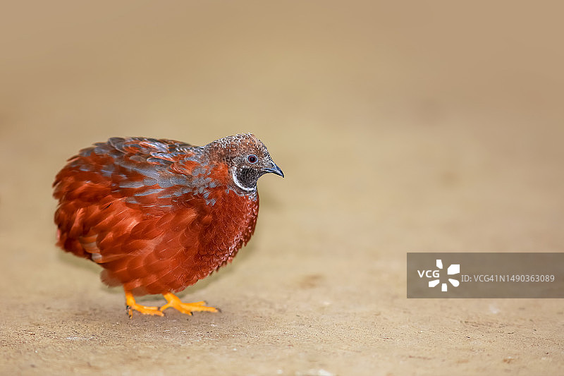 罗马尼亚，鹌鹑特写图片素材
