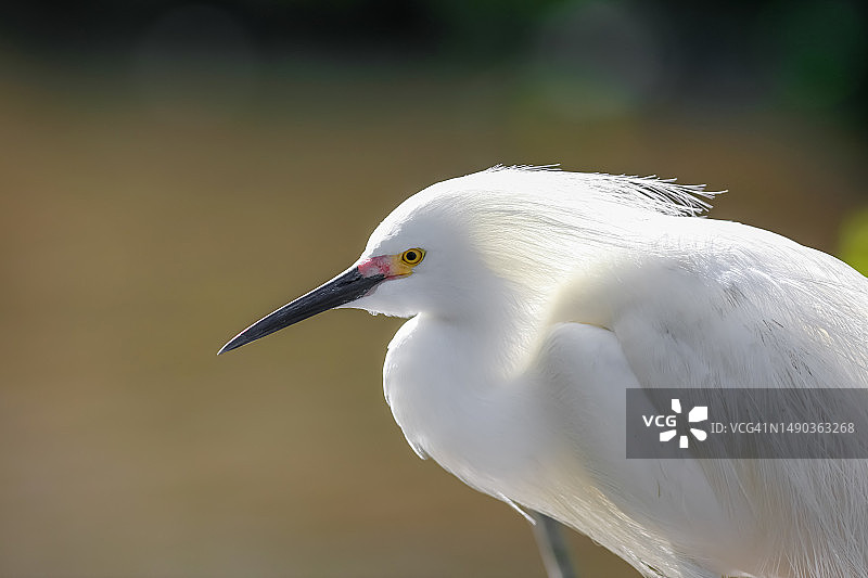 罗马尼亚湖边的雪鹭鸟类特写图片素材
