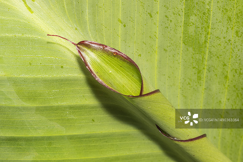 罗马尼亚美人蕉植物叶子特写图片素材