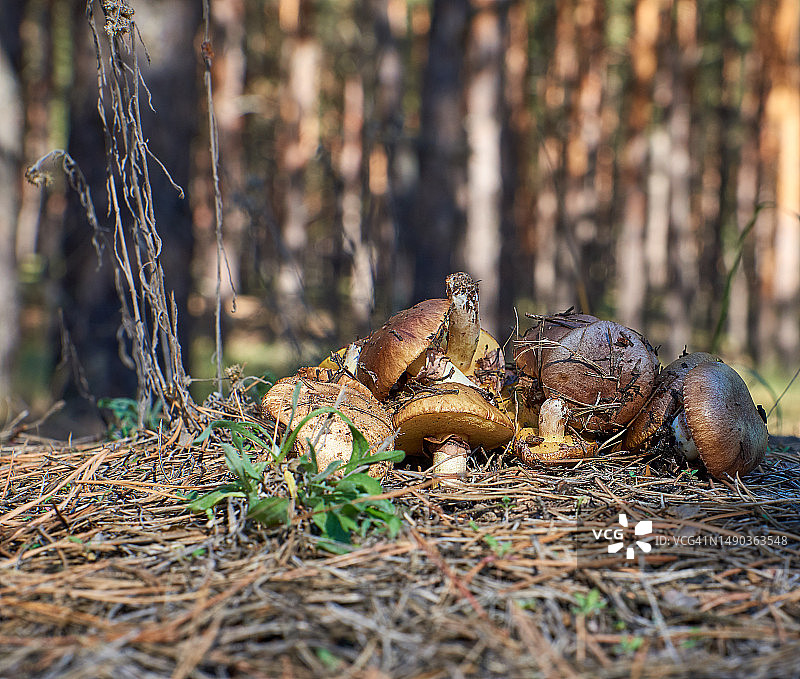 森林边缘的新鲜森林蘑菇图片素材