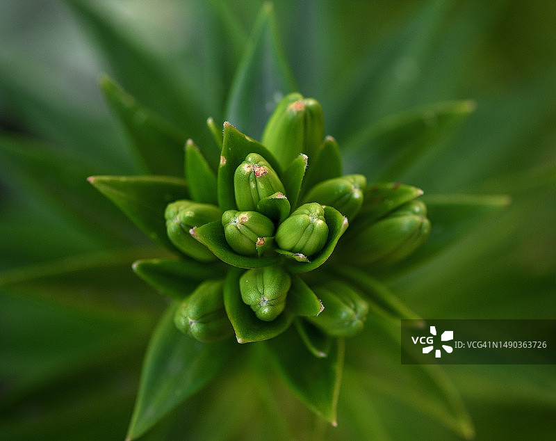 绿色叶子和含苞待放的百合花蕾罗马尼亚图片素材