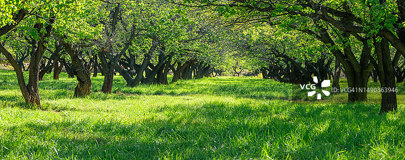 罗马尼亚沙漠树木保护区全景图片素材