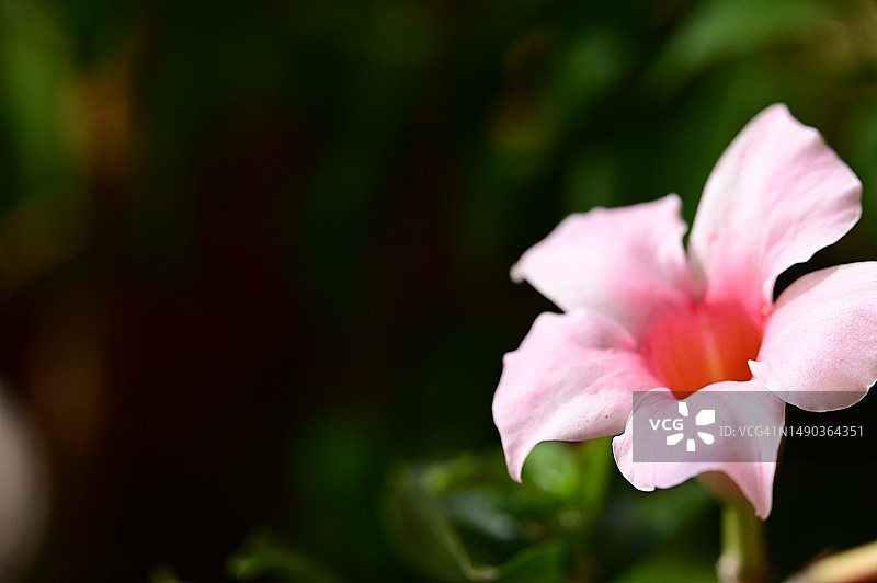 非常漂亮的彩色夏季花在我的花园里，塞尔维亚图片素材