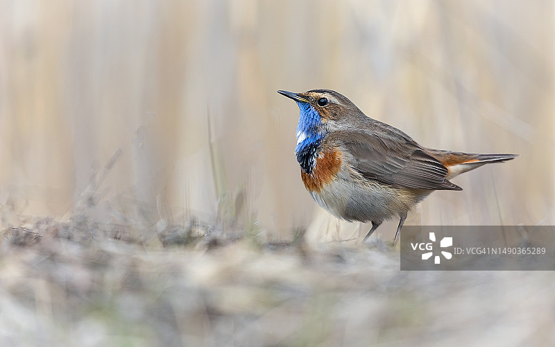 蓝喉歌鸲栖息在田野上特写，俄罗斯圣彼得堡图片素材