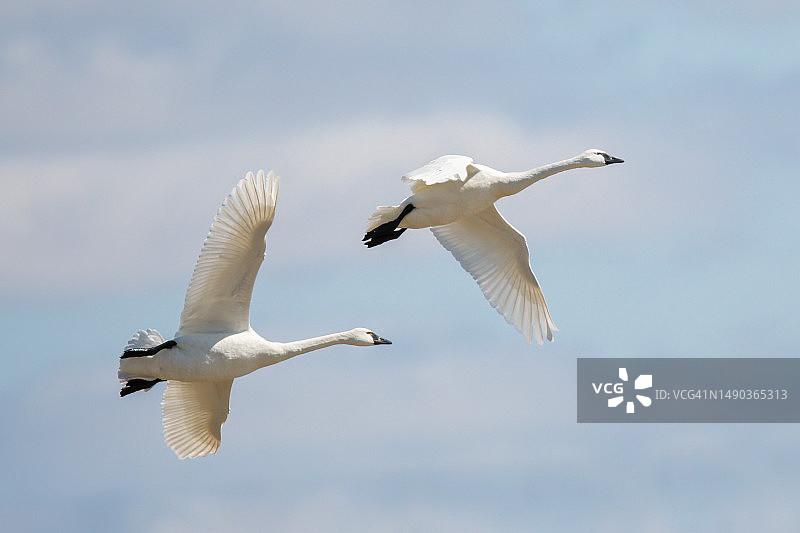 仰视飞翔的海鸥，背景为天空图片素材
