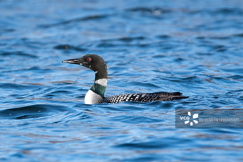 游动中的普通潜鸟特写图片素材
