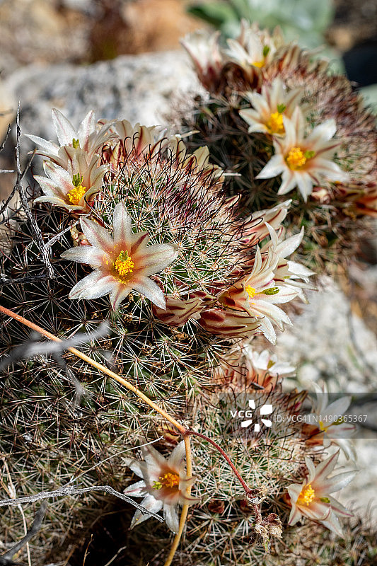 美国安萨波雷戈州立公园田野开花植物俯视图图片素材