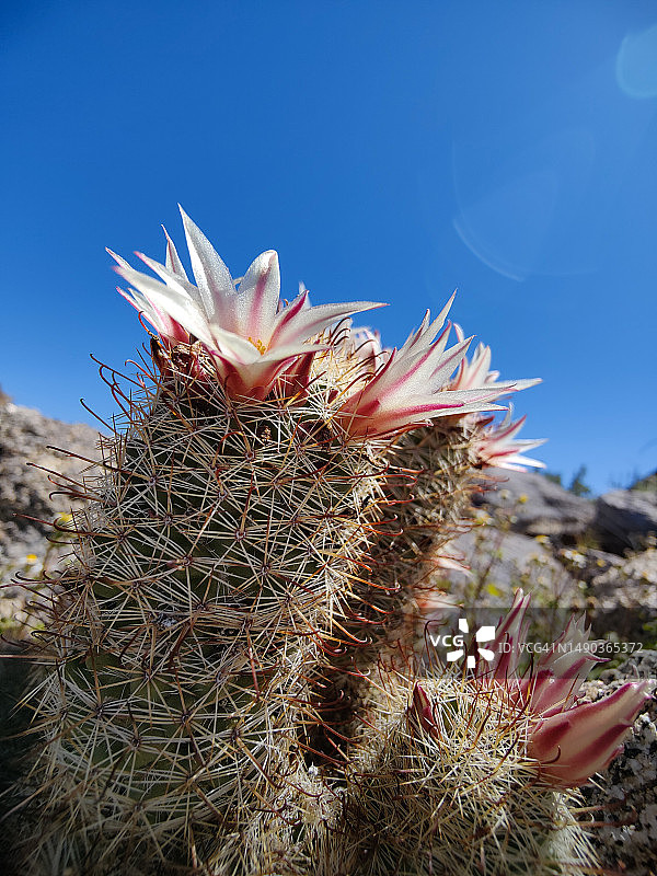 加利福尼亚州博雷戈斯普林斯仙人掌特写图片素材