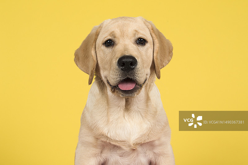黄色背景上可爱的拉布拉多寻回犬幼犬肖像，乌特勒支中央，荷兰乌特勒支图片素材