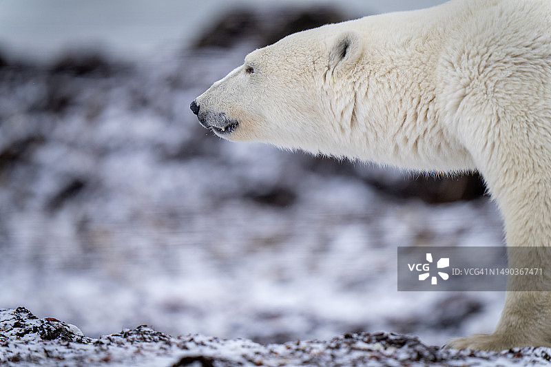 可爱的北极熊在雪地行走图片素材
