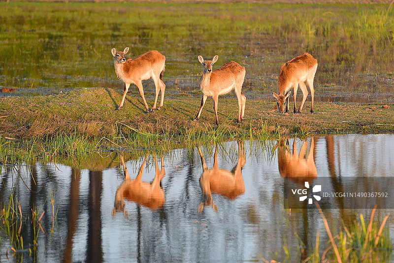 红羚羊，林扬蒂，博茨瓦纳图片素材