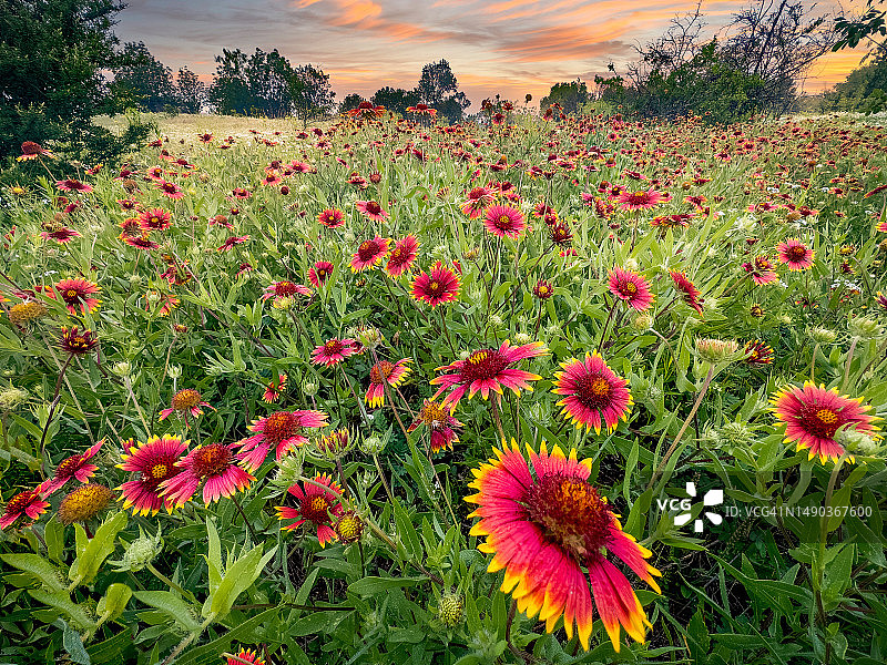 德克萨斯州壮丽的野花景观图片素材