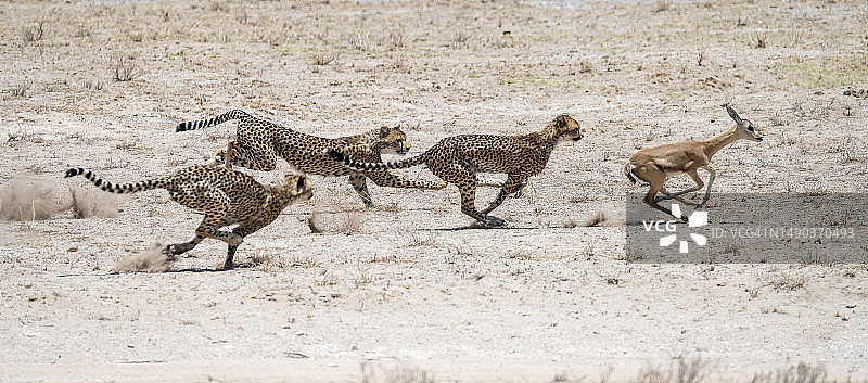 肯尼亚的轻松狩猎图片素材