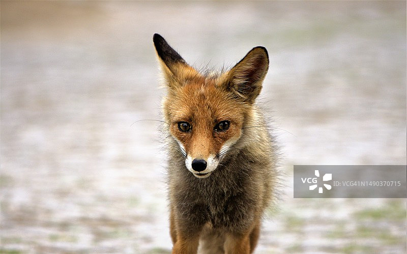 站在葡萄牙土地上的红狐肖像图片素材