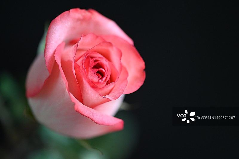 非常漂亮的彩色夏季花在我的花园近距离观看，塞尔维亚图片素材