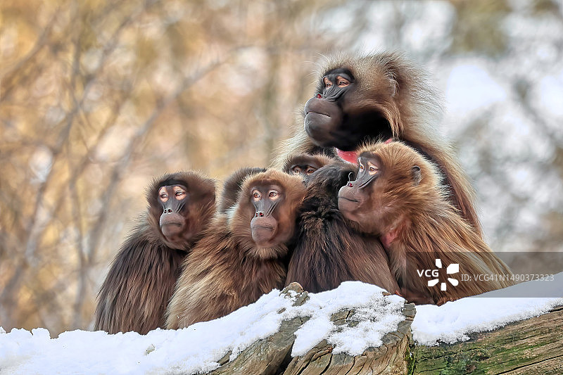 捷克共和国，冬季坐在树枝上的猴子特写图片素材