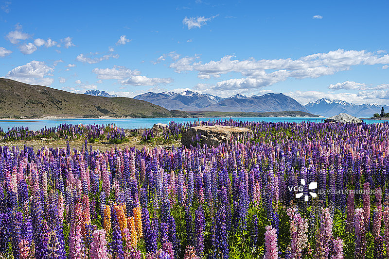 蒂卡波湖的羽扇豆（罗素羽扇豆），新西兰坎特伯雷地区麦肯奇区图片素材