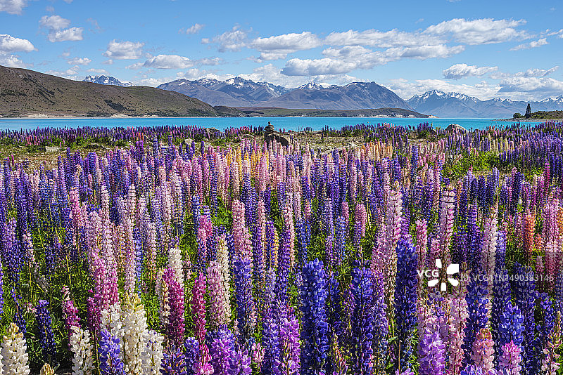 蒂卡波湖的羽扇豆（罗素羽扇豆），新西兰坎特伯雷地区麦肯奇区图片素材