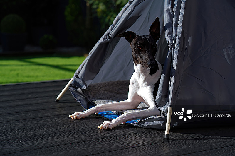 坐在帐篷里的意大利灵缇犬，英国图片素材