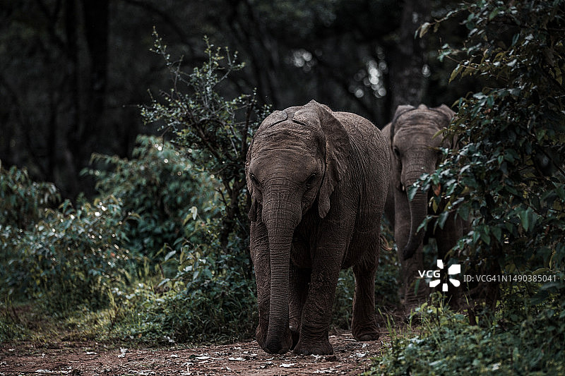 在森林中行走的一头非洲森林象图片素材