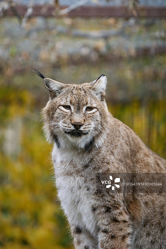 澳大利亚猞猁特写图片素材