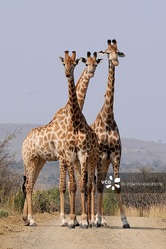 三只在非洲南部乍得盖拉的年轻长颈鹿图片素材