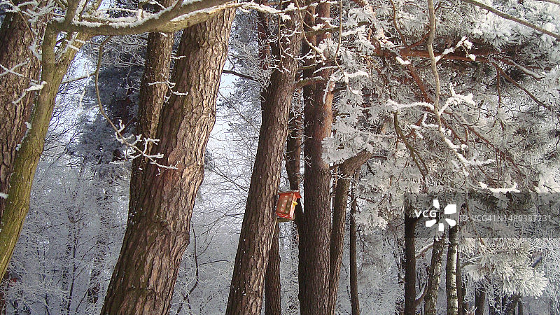 白俄罗斯冬季树木图片素材