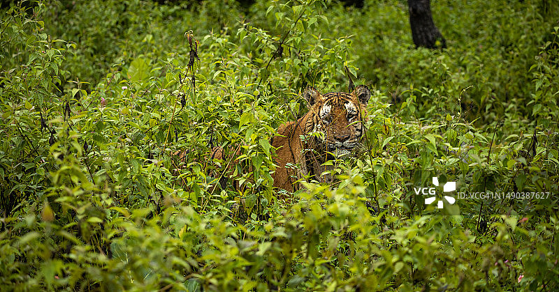印度卡纳塔克邦班迪布尔森林中的豹子图片素材