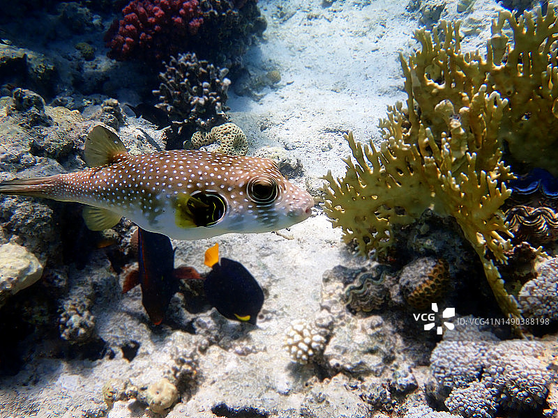 星斑河豚图片素材