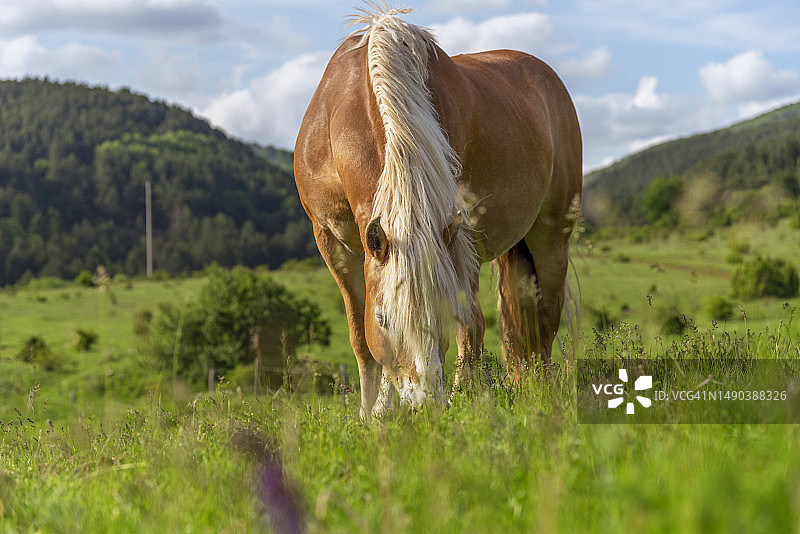 在保加利亚索非亚的群山中吃草的马图片素材