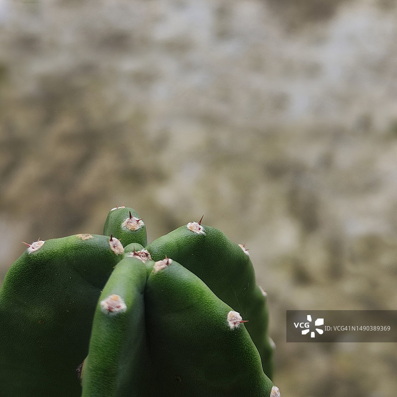 罗马尼亚仙人掌特写图片素材