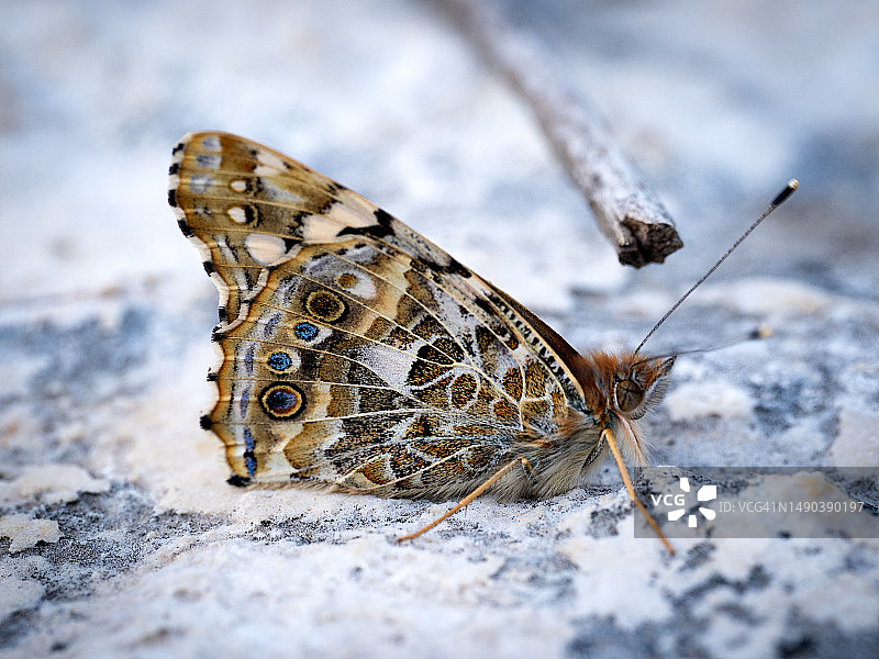 叶子上的蝴蝶特写，以色列图片素材