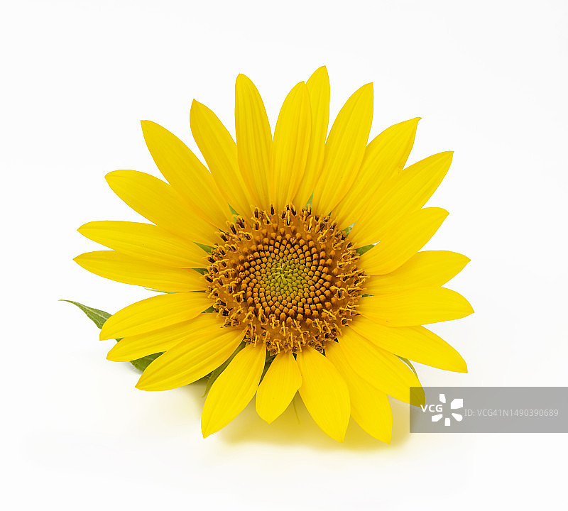 盛开的黄色向日葵和绿叶，白色背景图片素材