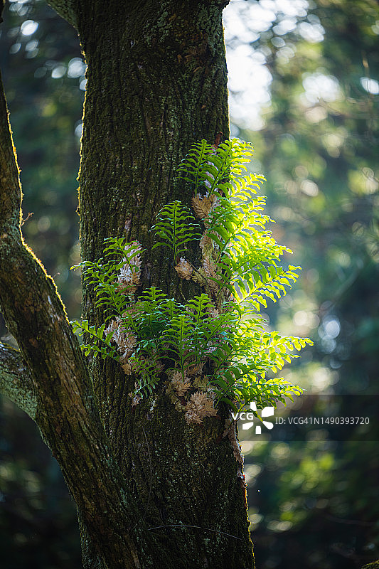 鸟巢蕨图片素材