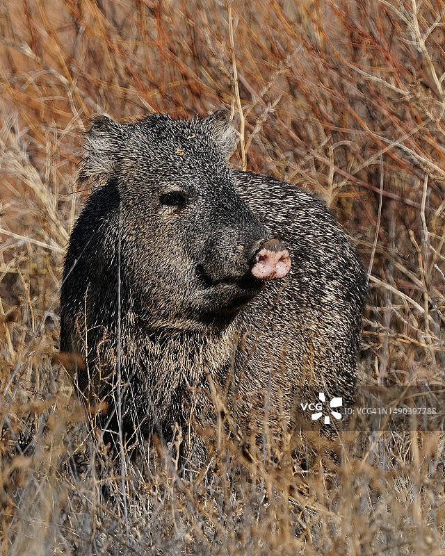 美国博斯克德尔阿帕奇国家野生动物保护区游客中心豪猪特写图片素材