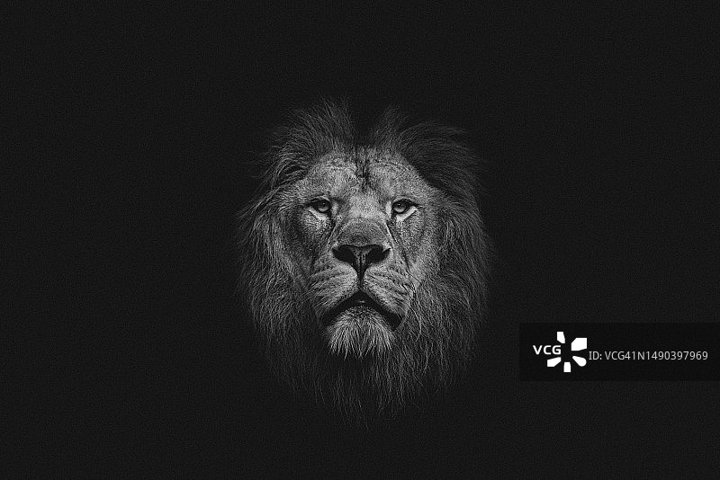 摩洛哥：黑色背景下的狮子特写图片素材