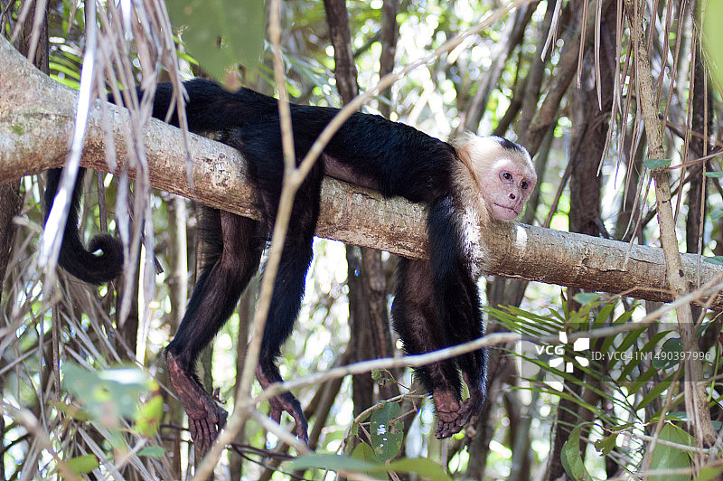 哥斯达黎加树上的白卷尾松鼠特写图片素材