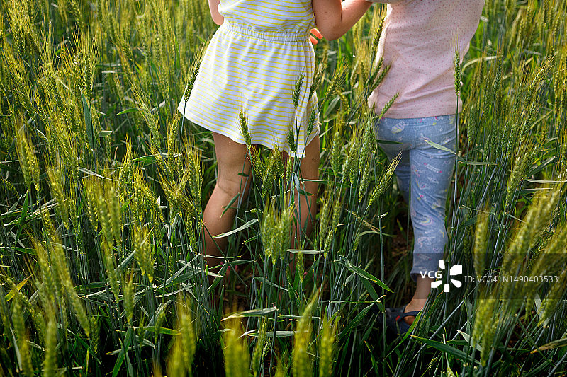 两名女孩在麦田里行走的背影图片素材