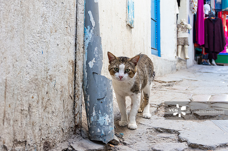 突尼斯街头看着镜头的可爱猫咪特写图片素材