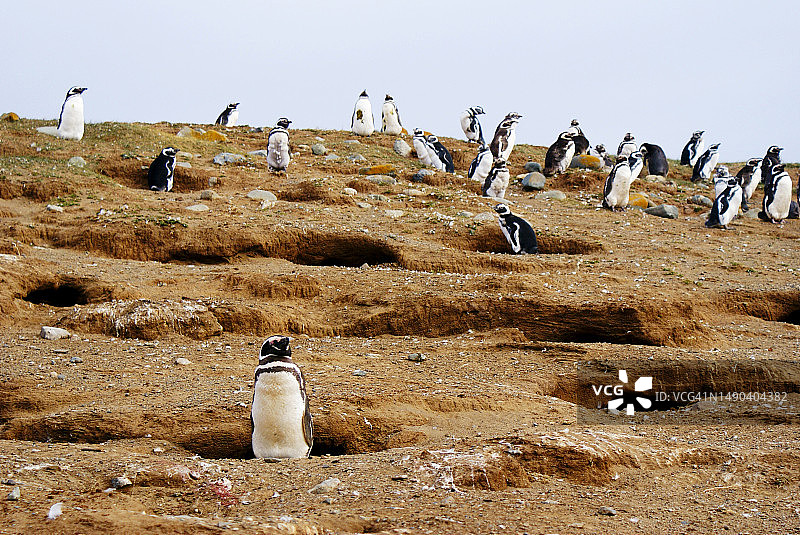 马格达莱纳岛——麦哲伦企鹅的最大栖息地，智利图片素材