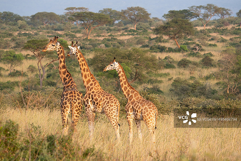 巴林戈长颈鹿，乌干达图片素材