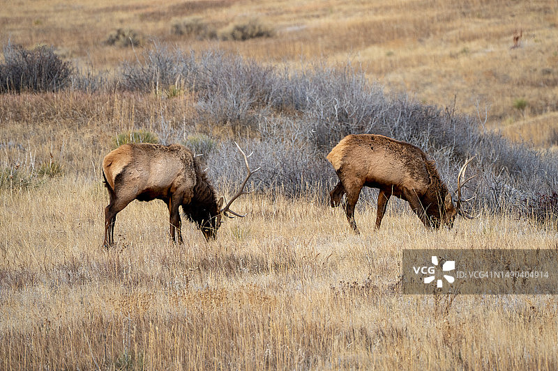 三条腿的马鹿，金色，科罗拉多州，美国图片素材