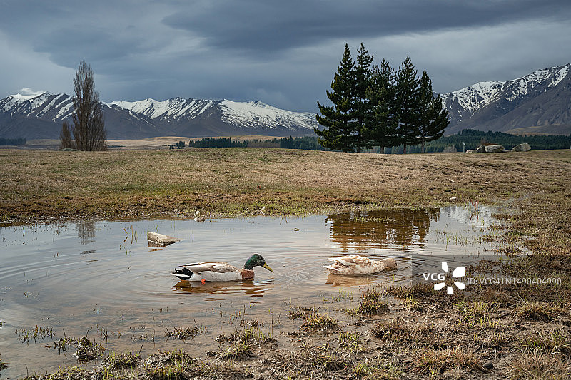 小鸭子和鸭子在水坑里游泳，远处是山和树，新西兰特卡波湖图片素材