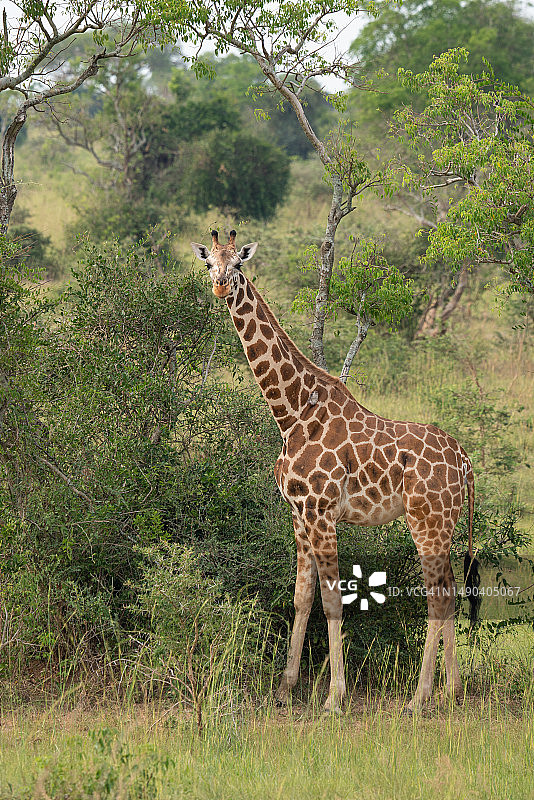 站在乌干达田野上的巴林戈长颈鹿图片素材