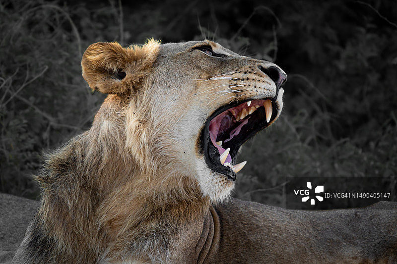 南非原野上打呵欠的母狮特写图片素材